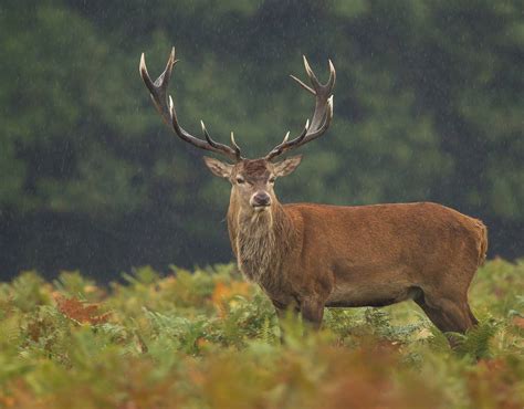 Wildlife of the Scottish Islands - Naturetrek