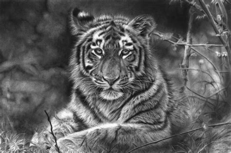 Fearless - hyper realistic pencil (130hrs) Drawing by Prabath Zoysa ...