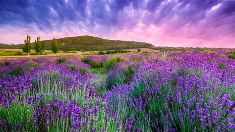 Lavender fields of Provence under a beautiful sky, France wallpapers and images - wallpapers ...