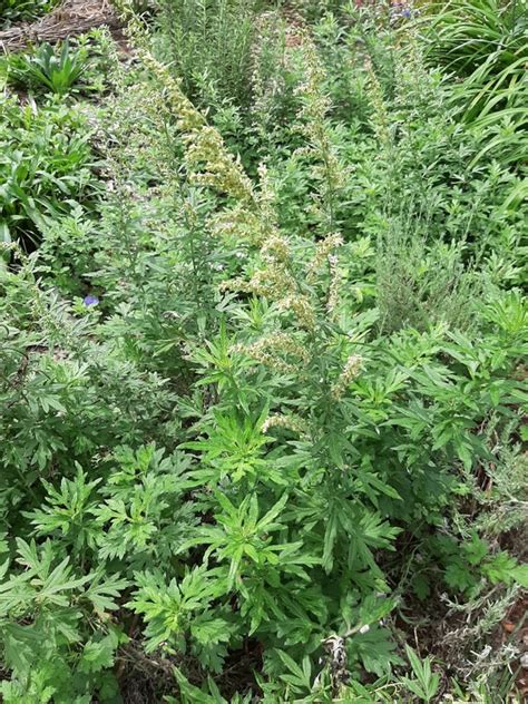 5 Artemisia Argyi Chinese Mugwort Plants - Etsy