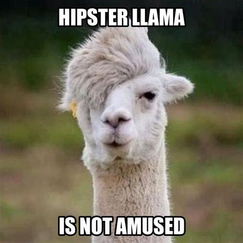 Llama Meme | Generate a meme using Hipster Llama | Funny llama, Llama, Funny animal pictures