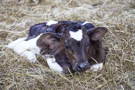 Scours in Calves: Causes. Effects. How to fight 'em. - Riomax® 360