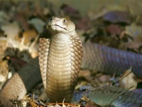 Philippine Cobra Facts and Pictures | Reptile Fact