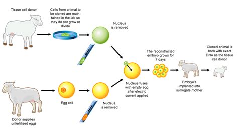 SCNT Diagram | Learnodo Newtonic