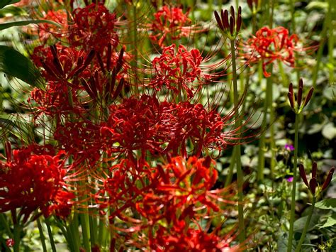 FROM THE GARDEN OF ZEN: Higan-bana (Lycoris radiata) flowers in Tokei-ji