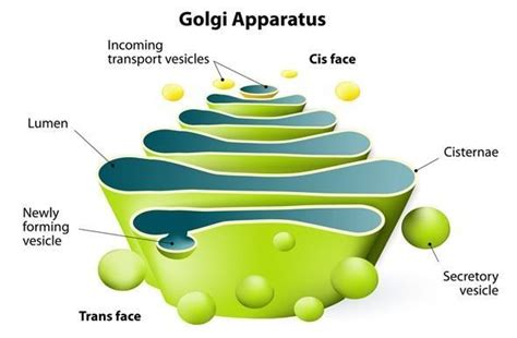 What is Golgi Apparatus - Brainly.in