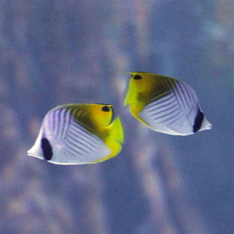 Threadfin Butterflyfish