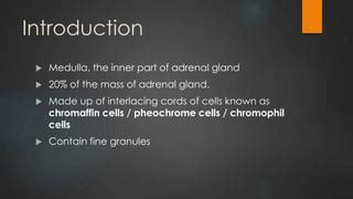 Adrenal medulla | PPT