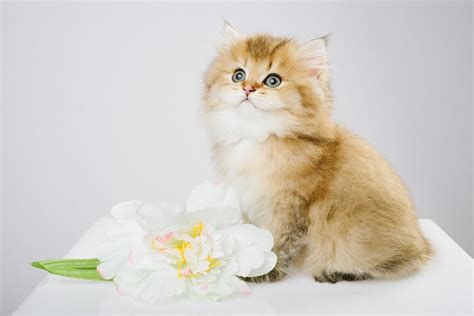 British Longhair Cat Breed: Size, Appearance & Personality