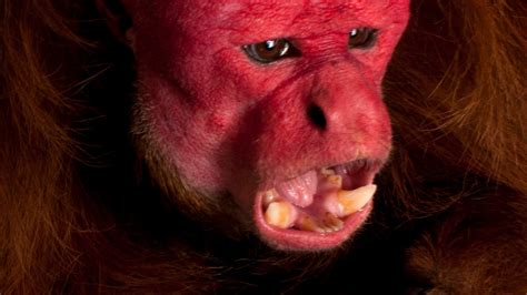 Bald Uakari | National Geographic