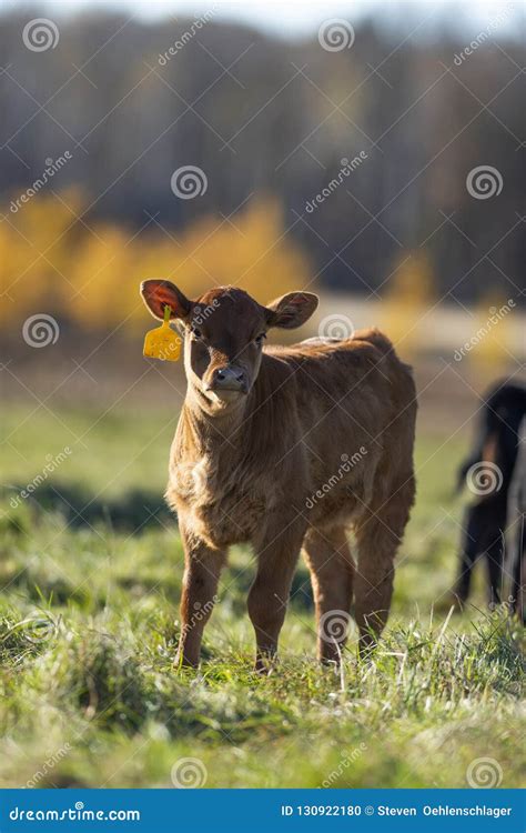 A Red Angus calf stock photo. Image of ranch, bull, cattle - 130922180