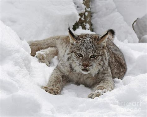 baby lynx | Baby Lynx In A Winter Snow Storm Photograph - Baby Lynx In ...