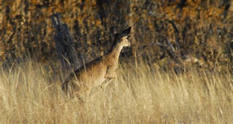 How to Follow a Blood Trail | GearJunkie