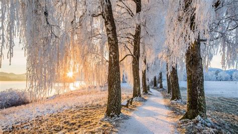 Avenue of birch trees near Uffing am Staffelsee, Bavaria, Germany ...