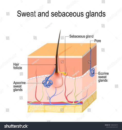 Sweat Glands Apocrine Eccrine Sebaceous Gland: vetor stock (livre de ...