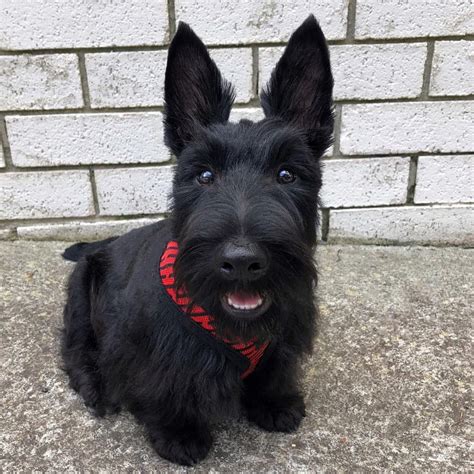 Scottish Terrier Puppies For Sale