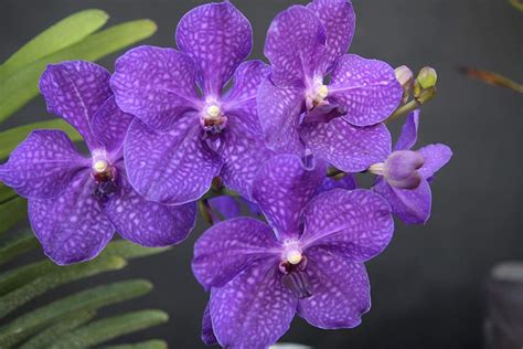 30+ Different Types of Orchids with Pictures