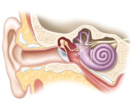 Inner Ear anatomy - Christine Kenney