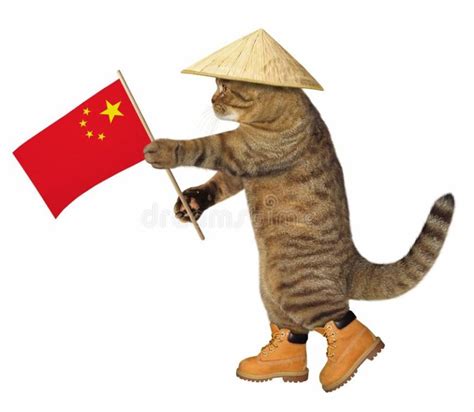 Cat breeds originating in China - Native Breed.org