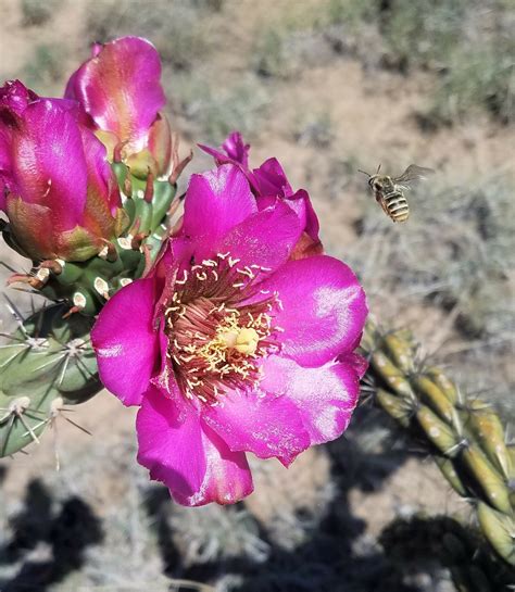 The Desert in Sync: In the Chihuahuan Desert, plants and pollinators ...