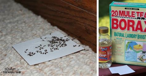 How to Make Homemade Non-Toxic Ant Poison