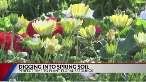 East Texas expert gives advice for planting in spring