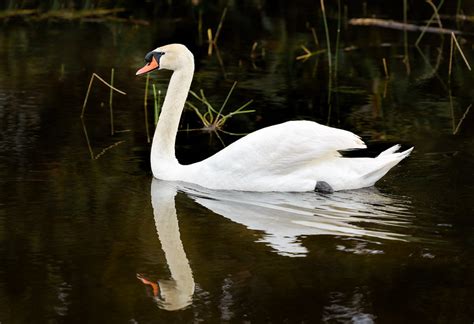 Mute Swan nest | Central Florida Photo Ops