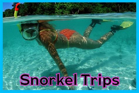 Dolphin Snorkel Tours - Shell Island Dolphin Tours - Boat Rentals