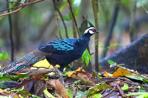 Palawan Peacock-Pheasant - Palawan Philippines_H8O0751-54 | Flickr