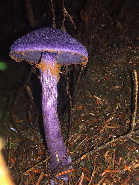 This purple mushroom. : r/interestingasfuck