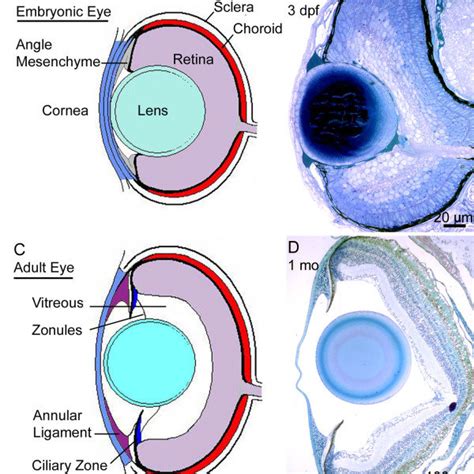 Lens zonules. Diagram for location of mature lens zonules (A ...