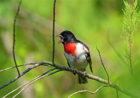 Rose-breasted grosbeaks arrive in Houston straight from the tropics