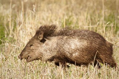 31 best images about PICKY PECCARIES on Pinterest | Arizona, South america and Beans