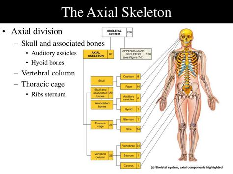 PPT - Anatomy of Skeletal Elements PowerPoint Presentation - ID:339277