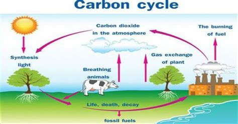 Carbon Cycle Steps In Order