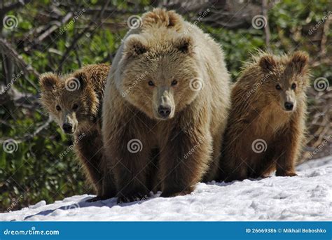 Three Bears Royalty Free Stock Image - Image: 26669386