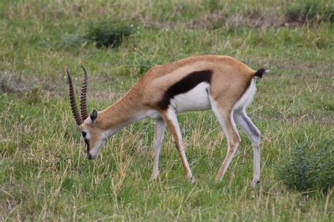 Thompson's Gazelle | Thompson's Gazelles are beautiful, eleg… | Flickr