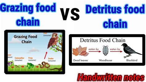 Food chain(Part-2) |Bsc 3rd year zoology| Grazing food chain vs detritus food chain|Paper-3(unit ...