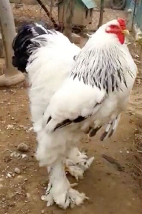 ‘World’s Biggest’ Chicken Is So Gigantic Some Terrified Viewers Claim It Must Be A Man In A ...