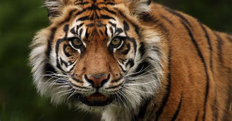 Tiger Attacks Keeper at Topeka, Kansas Zoo | TIME