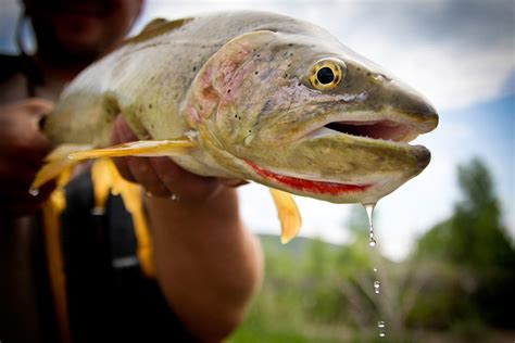 2020-06-01-bonneville-cutthroat-trout - Montana Hunting and Fishing ...