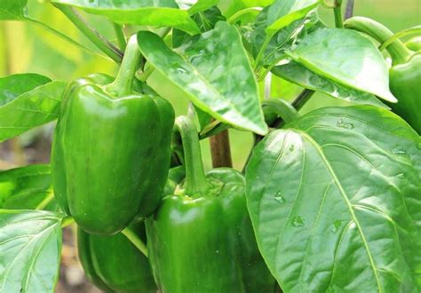 Bell Pepper Gardening For Beginners, How To Start | Gardening Tips