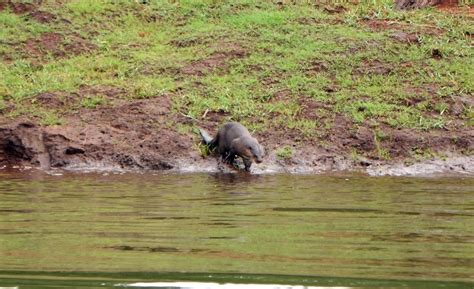 Photography & Me: Wild Mammals around Periyar Lake