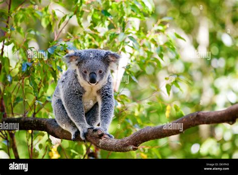 Cute Australian koala in its natural habitat of gumtrees Stock Photo - Alamy