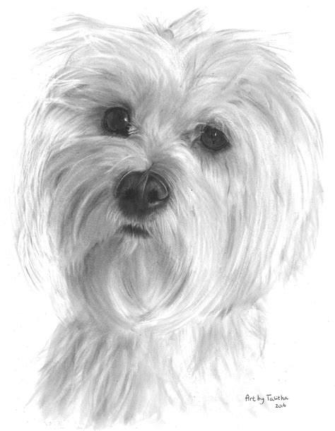 Maltese Dog Sketch at PaintingValley.com | Explore collection of Maltese Dog Sketch