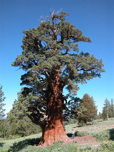 Caring for One of the Oldest Living Trees in the World | Save the ...