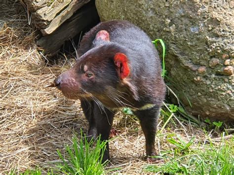 Our Tassie wildlife is so precious... - Hagley RV Farm Stay