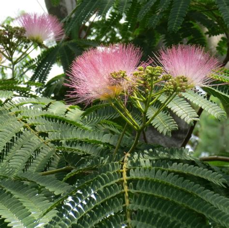 Fragrant Southern Mimosa Silk Tree - 10 Seeds