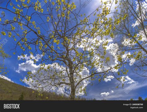 Utah State Tree: Image & Photo (Free Trial) | Bigstock