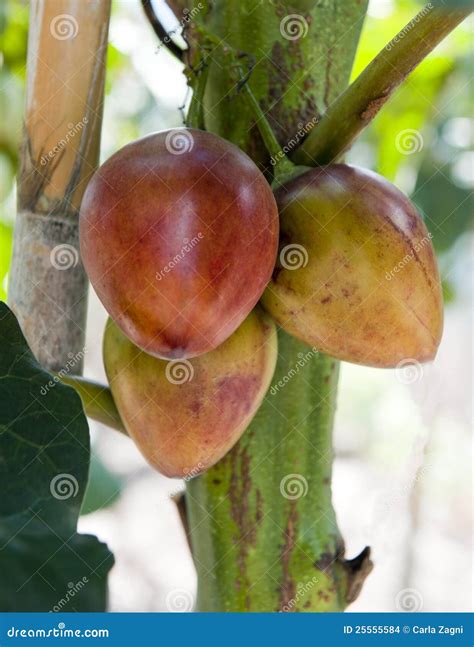 A tamarillo plant stock photo. Image of ingredient, vitamin - 25555584